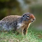 Richardson's ground squirrel